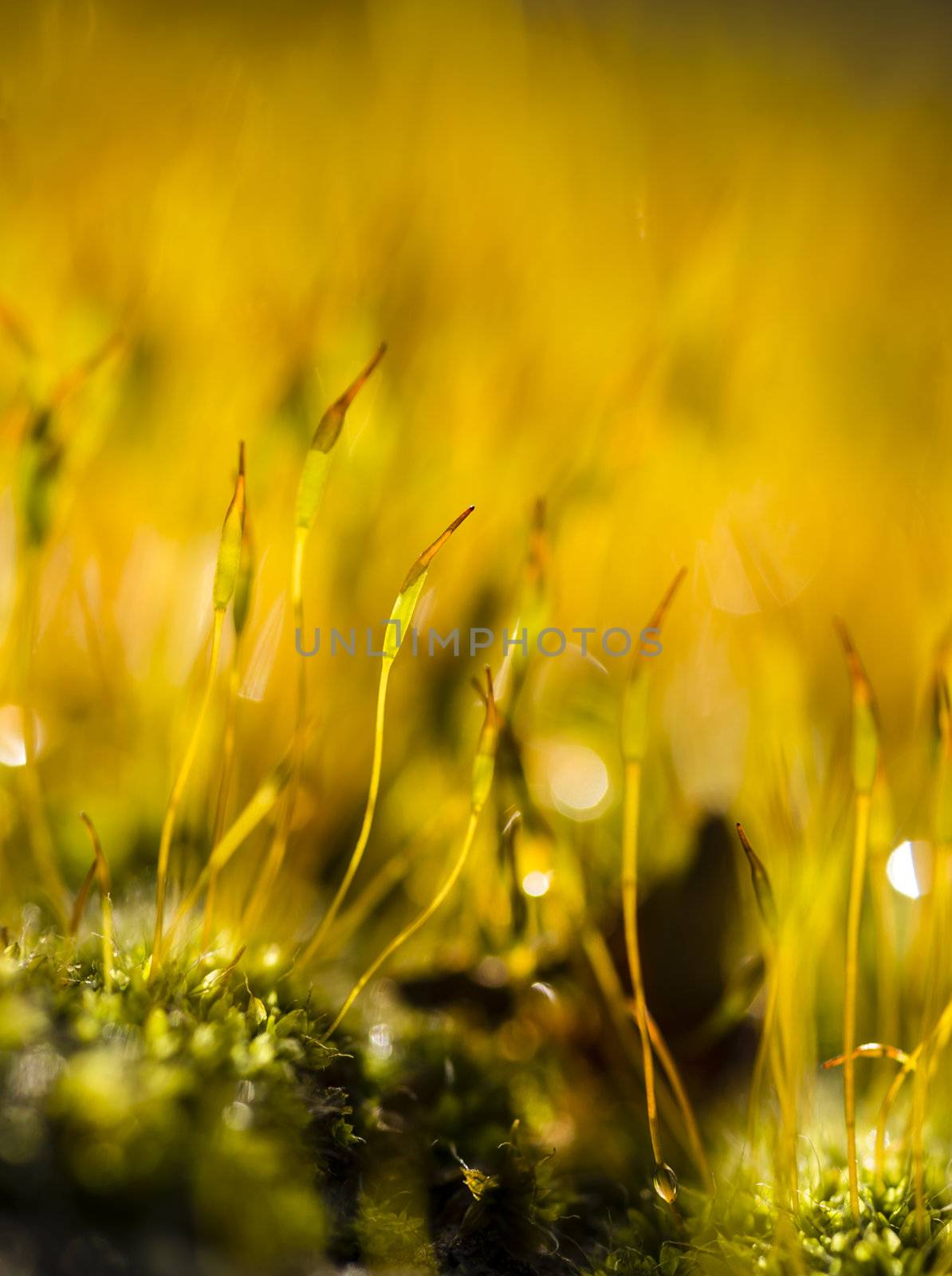 Yellow moss capsules in bright sun light