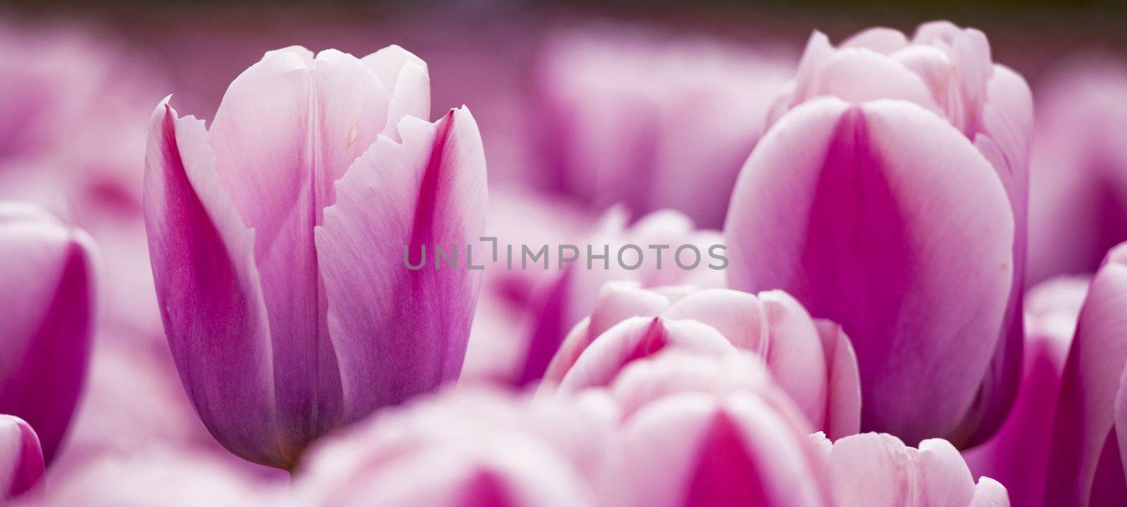 Pink tulips  by Iko