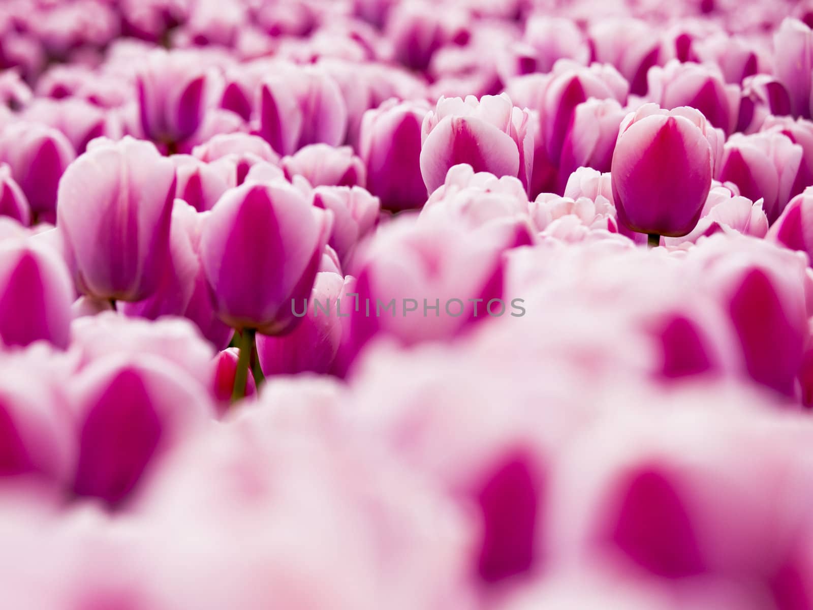 Picture of beautiful pink tulips on shallow deep of field