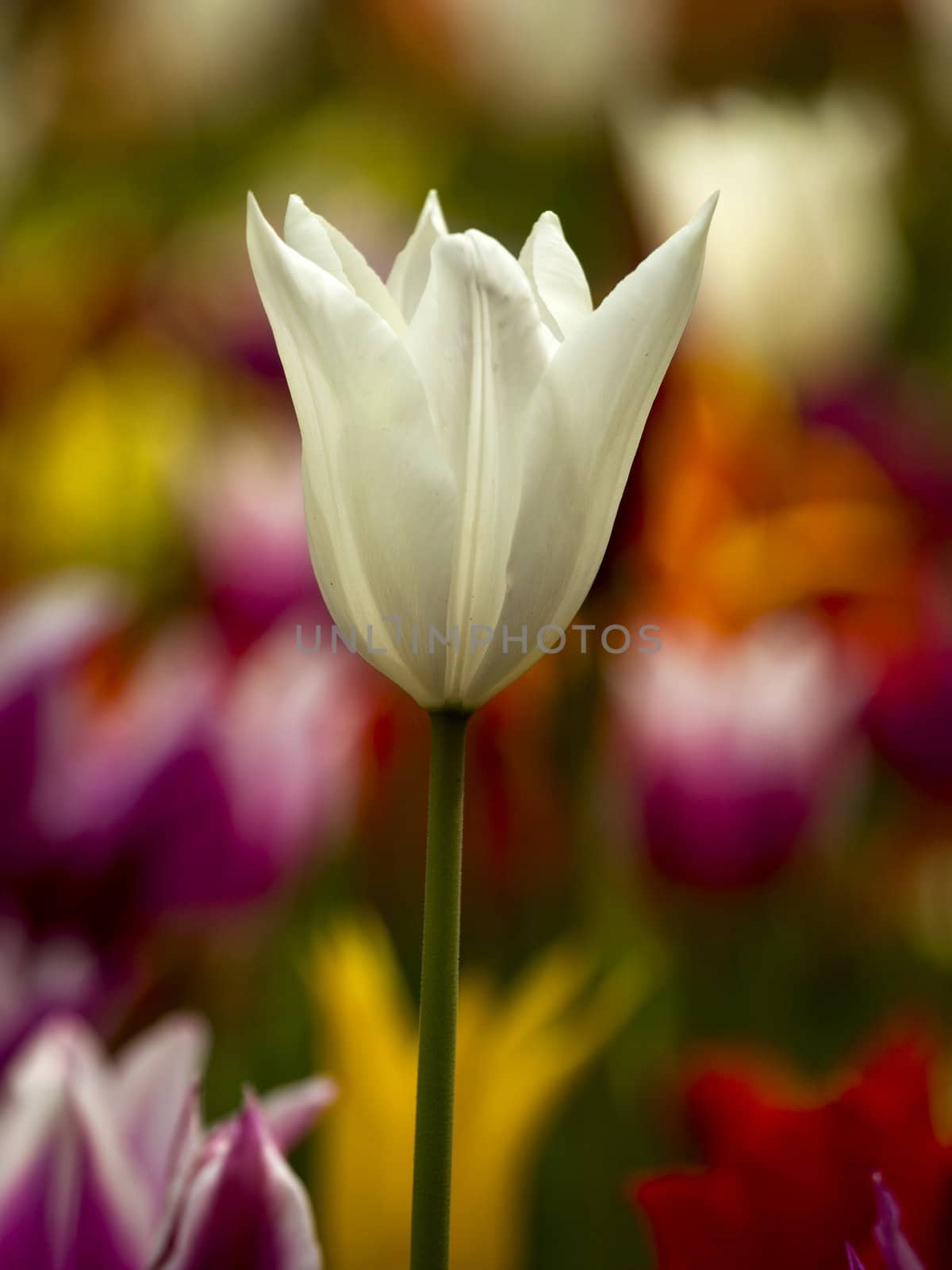 Colorful tulips by Iko