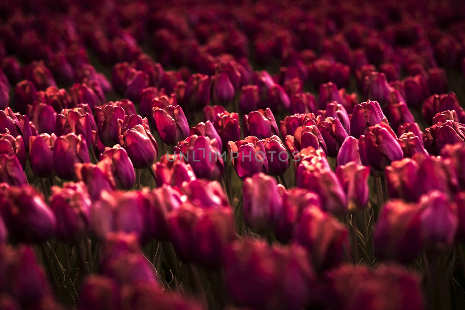 Picture of beautiful tulips on shallow deep of field