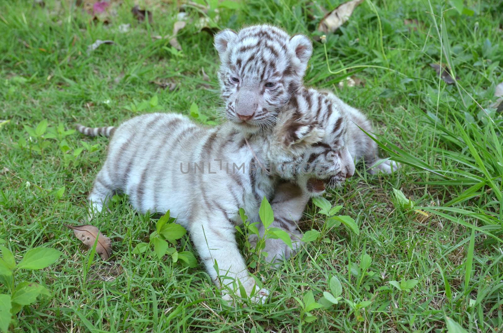 2 baby white tiger playing on grass
