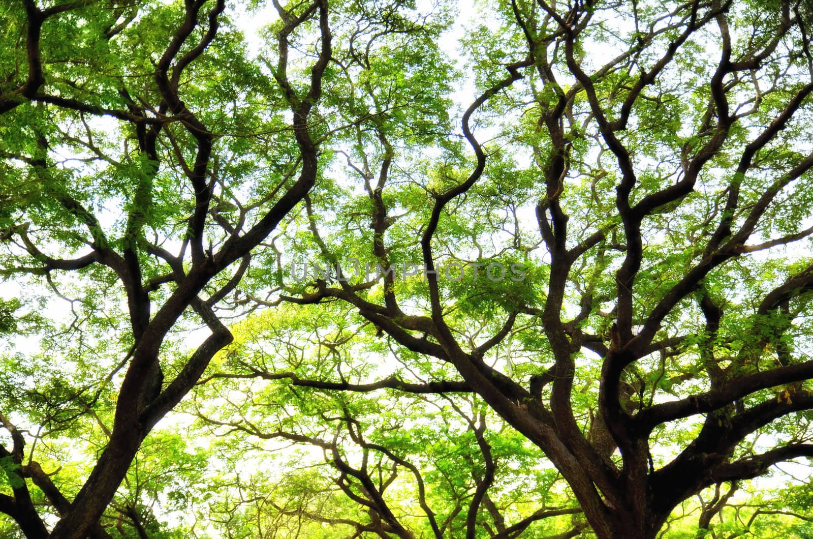 Trees branch on a bright summer day