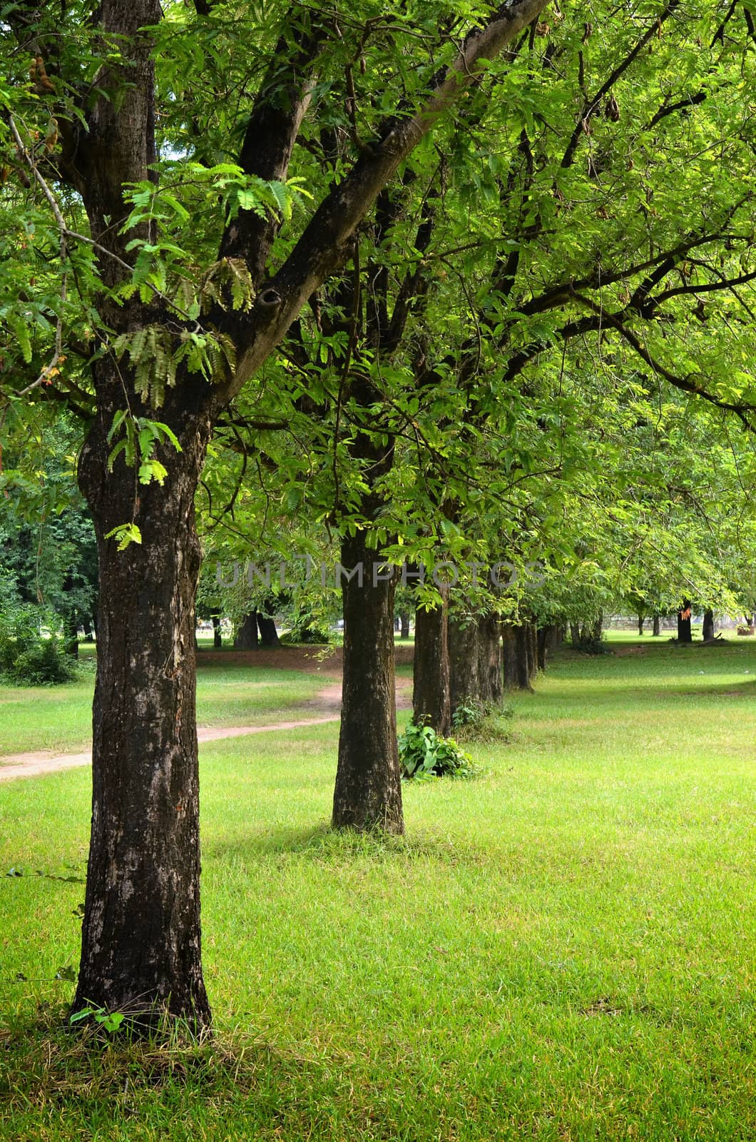 Trees and green grass on a bright summer day