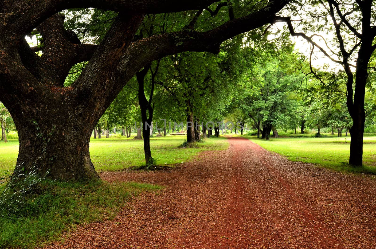  road in a garden with tree and green grass