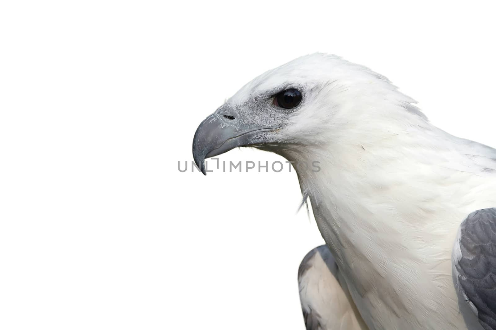 white bellied sea eagle isolated on white background