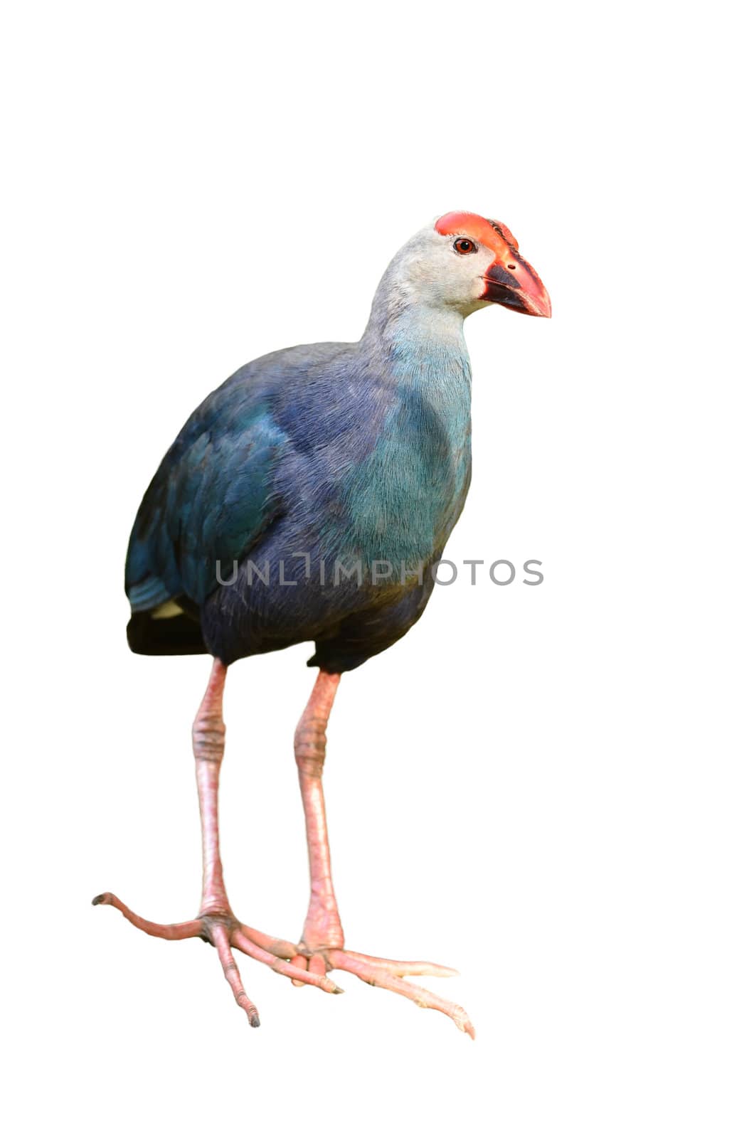 Purple Swamphen (Porphyrio porphyrio) isolated on white background