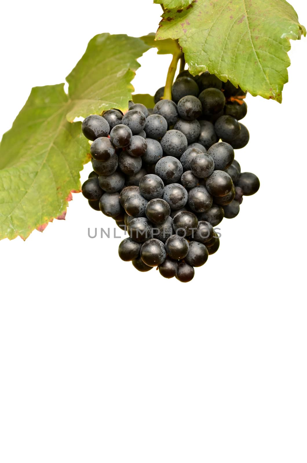 grapes on the vine ready for harvest isolated on white background