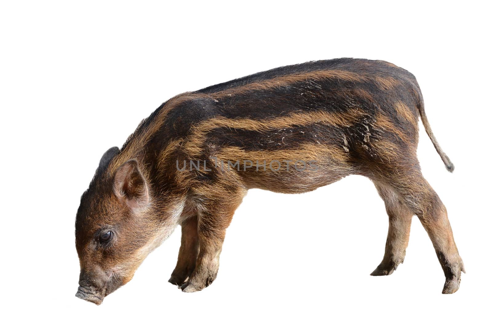 baby wild boar isolated on white background