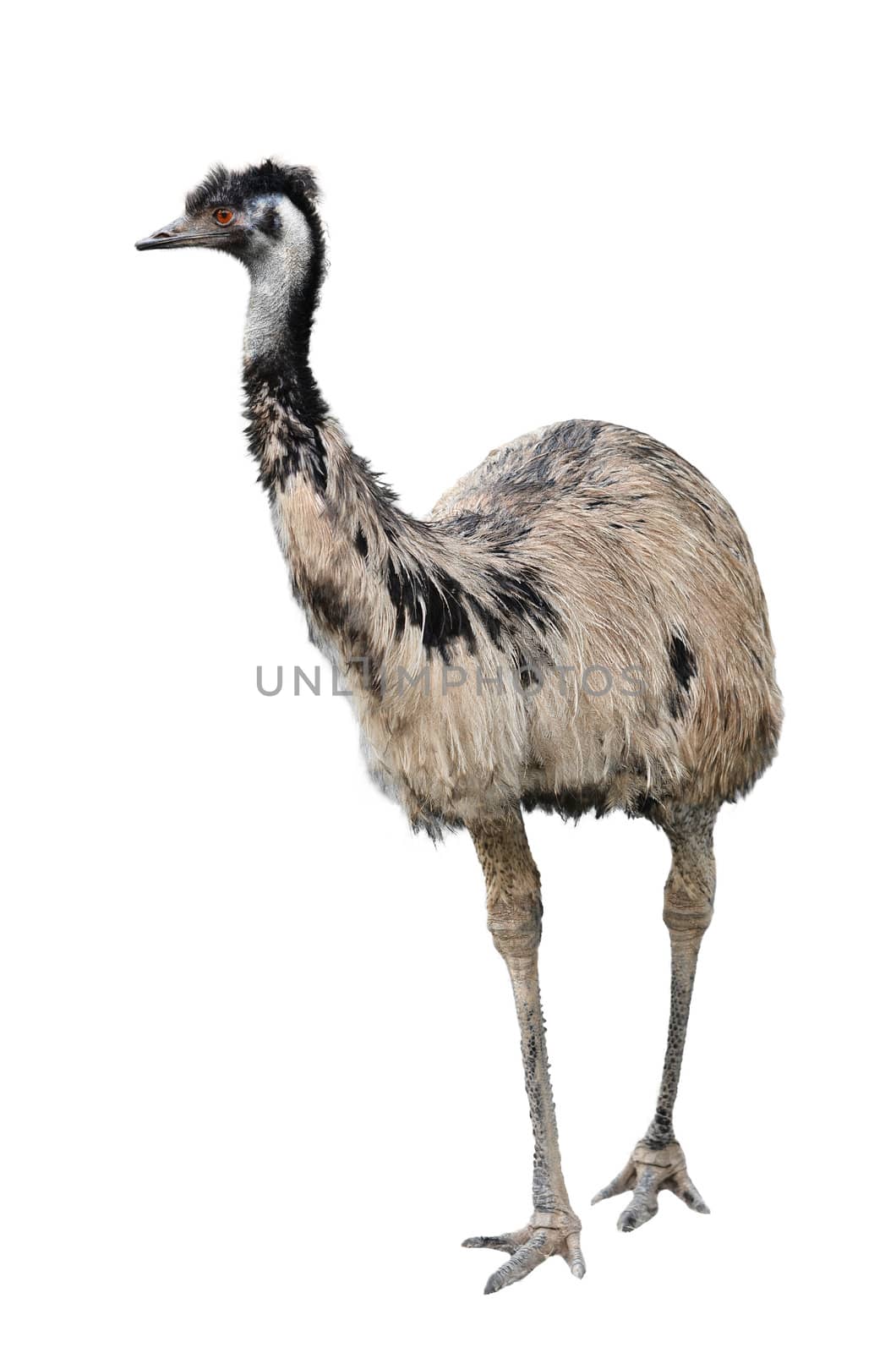 an australian emu isolated on white background