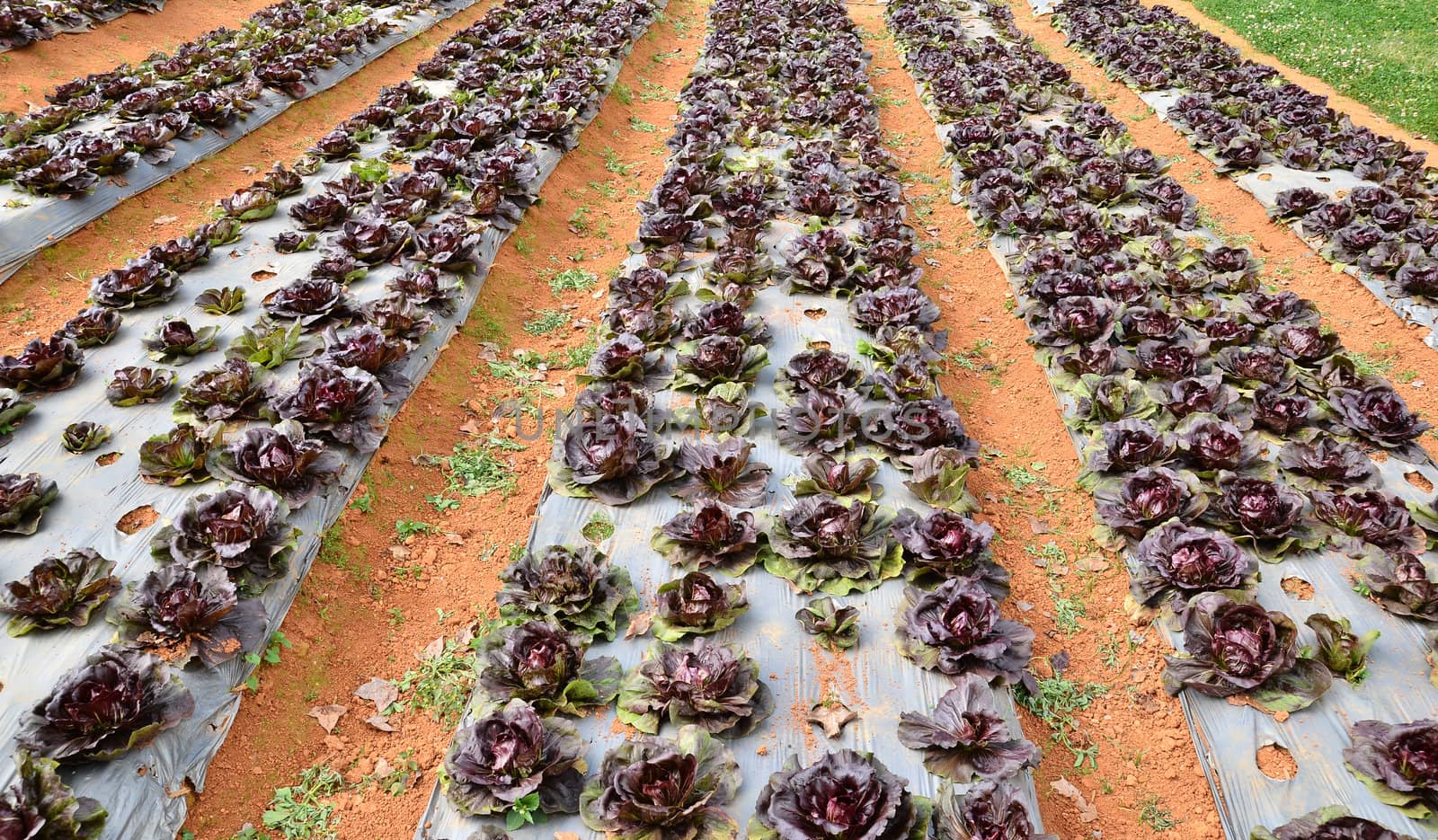 Growing salad lettuce on field