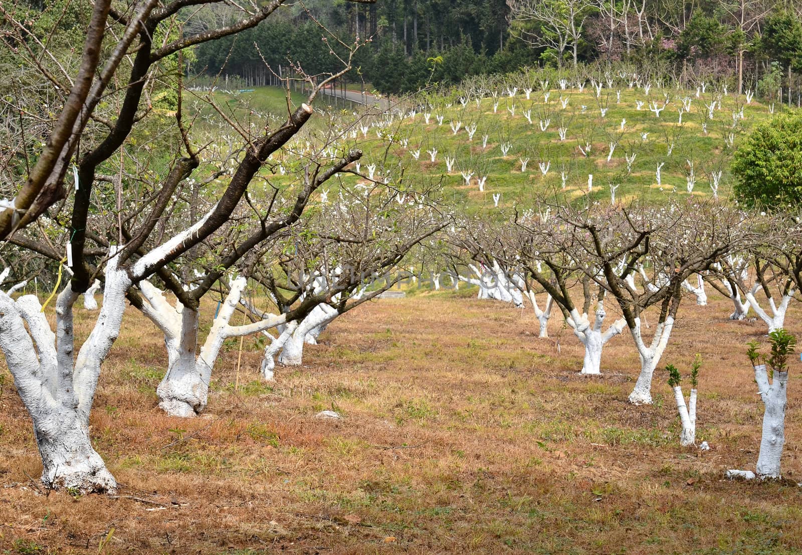 peach garden at ang khang,chiang mai,  thailand