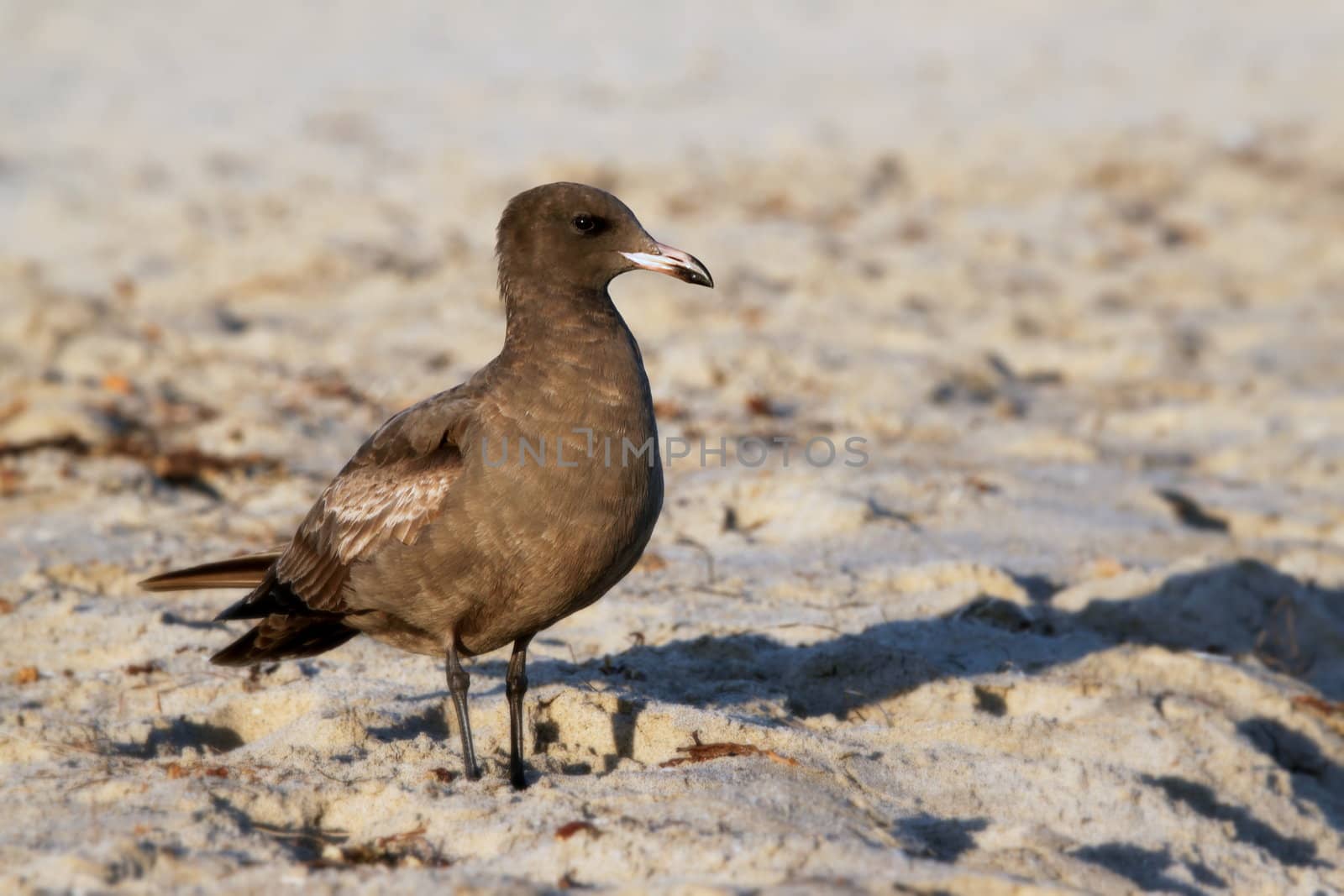 A California brown seagull on the beach with sand.