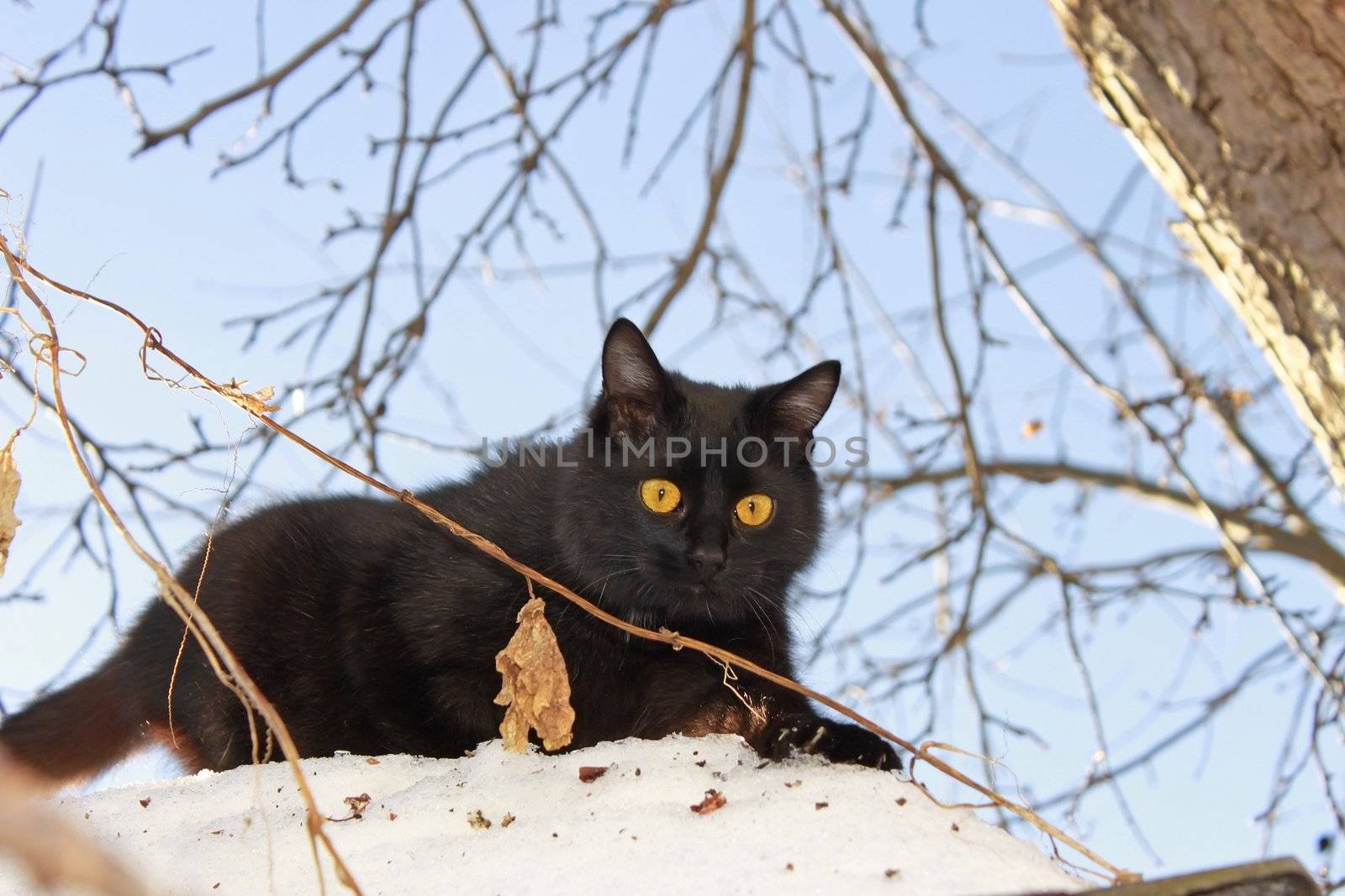 Young black cat outdoors by qiiip