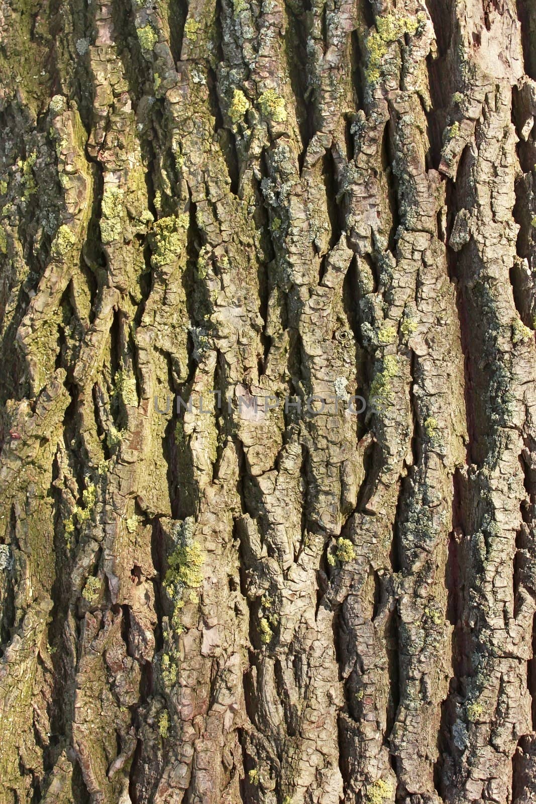 Detail of old tree bark by qiiip