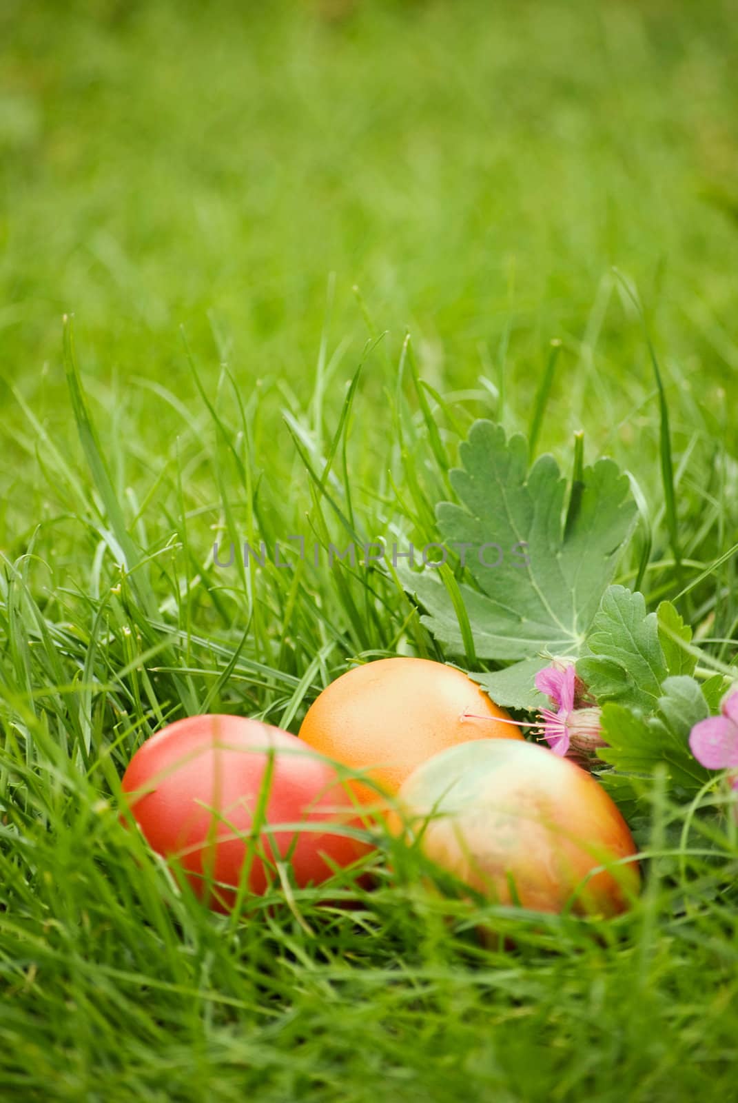 colorful easter eggs on green grass background