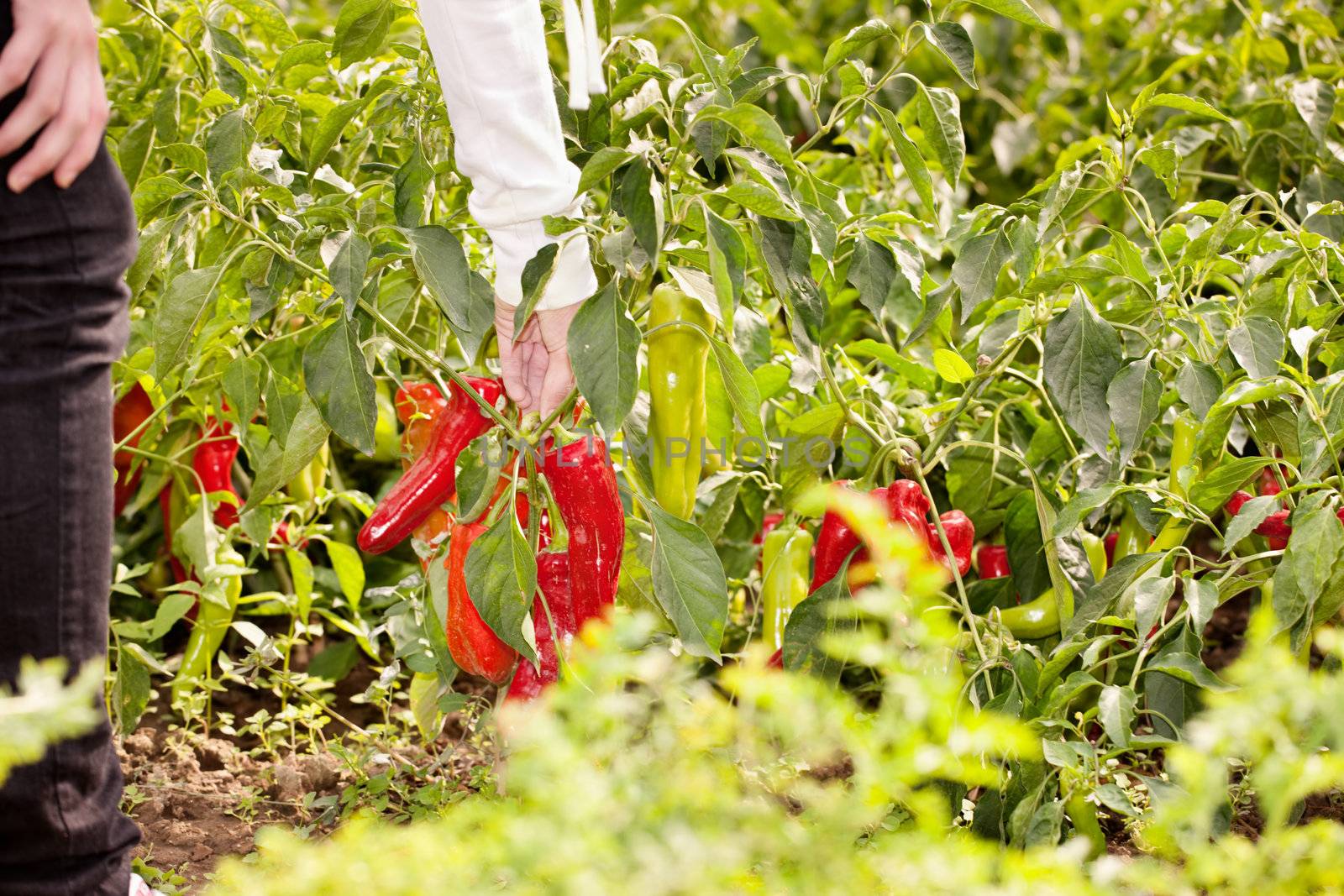 hand picking red pepper in garden