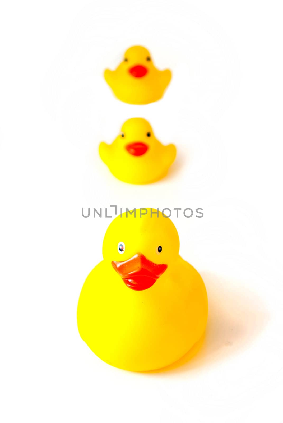 yellow rubber ducks isolated on white background