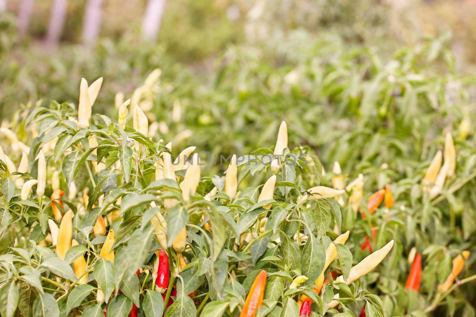 farm of yellow and red peppers