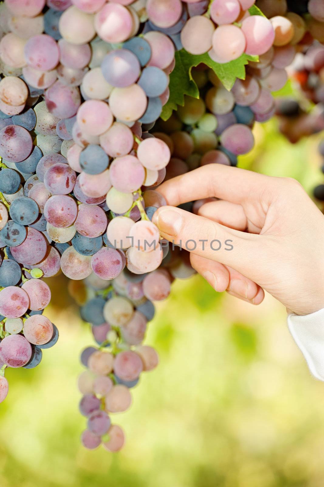 picking grape in a vineyard