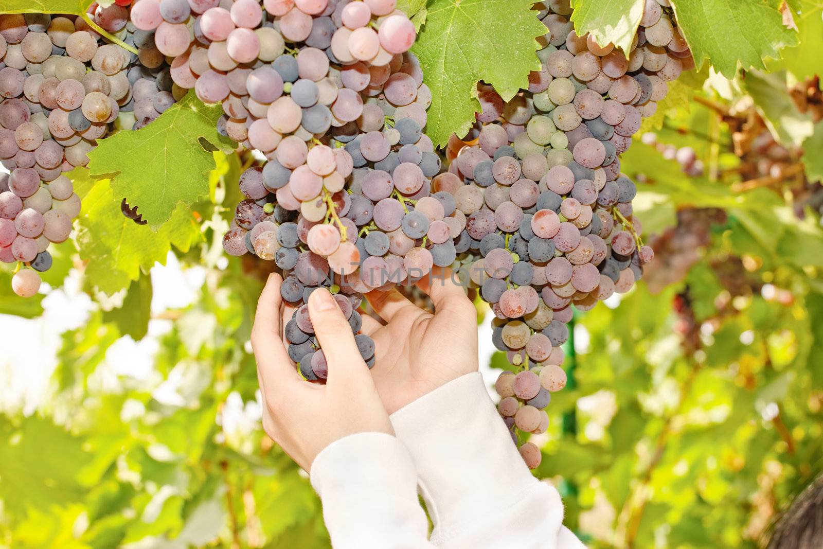 grape in a vineyard by imarin