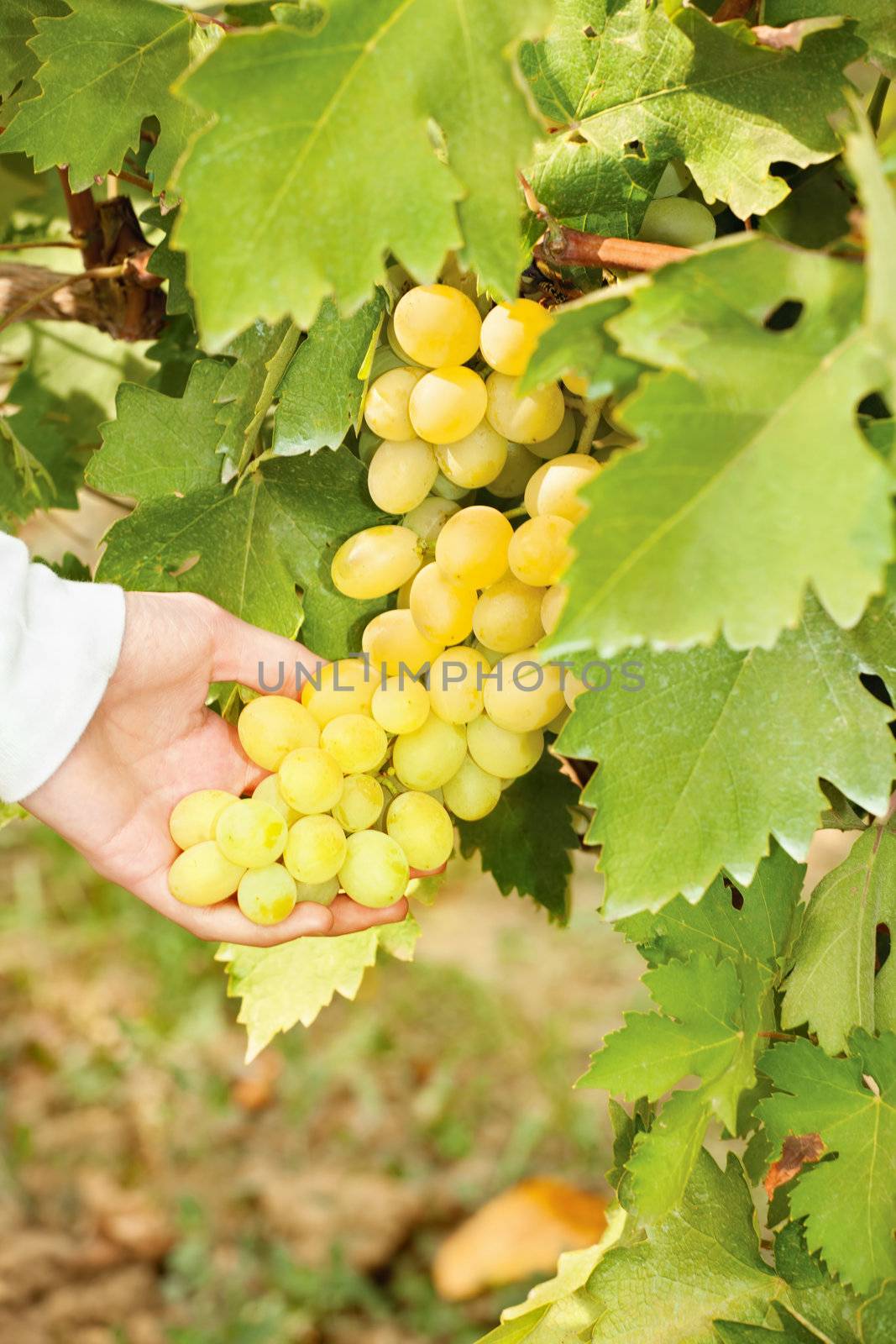 Picking grape in a vineyard