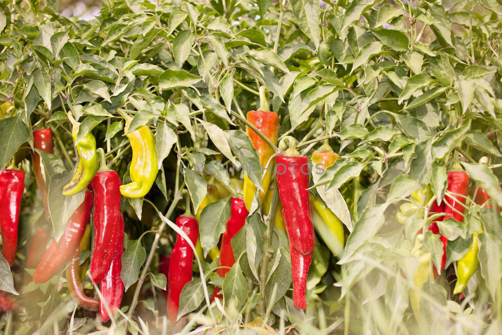farm of green and red peppers