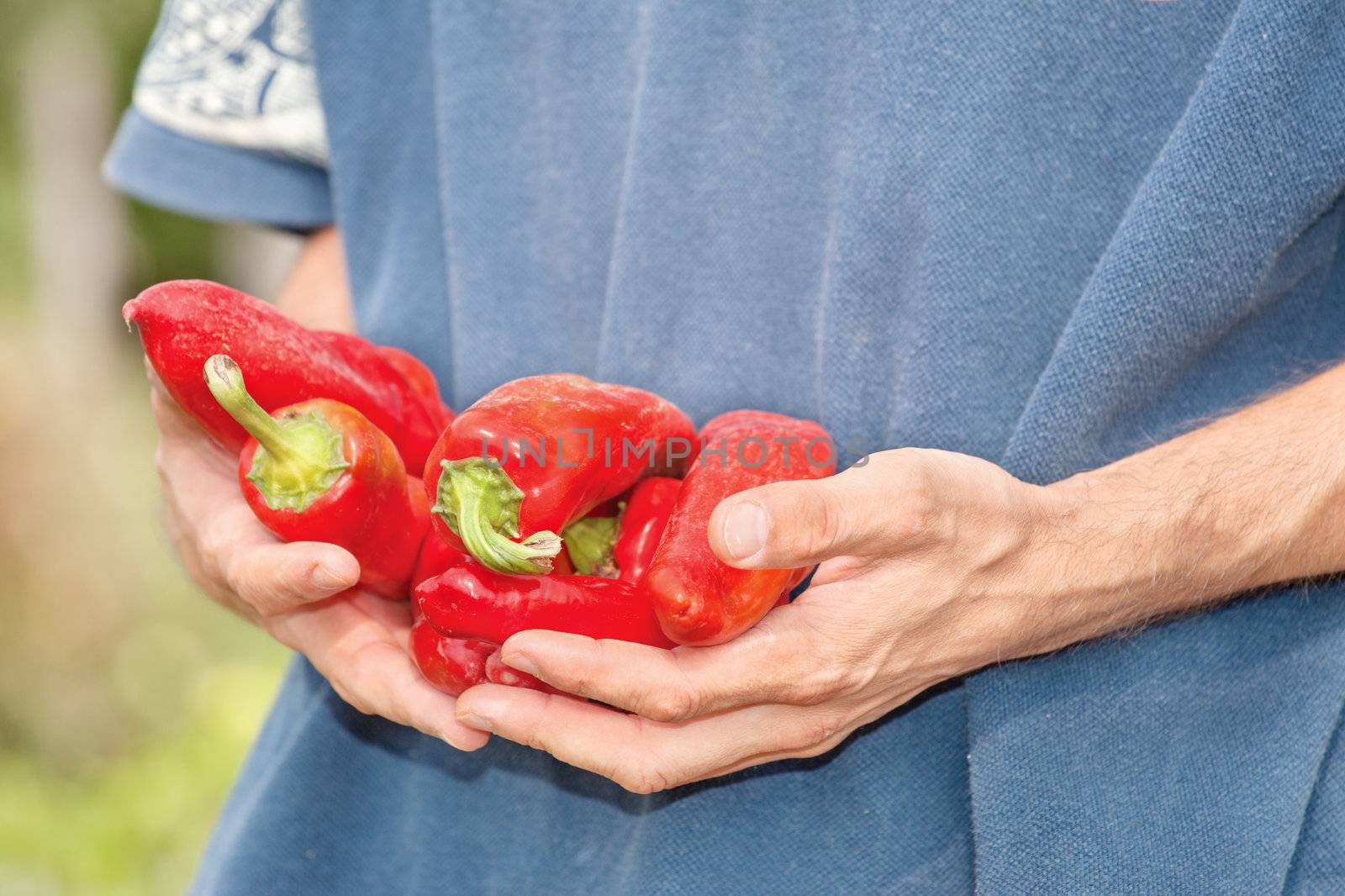hands with fresh red pepper outdoor