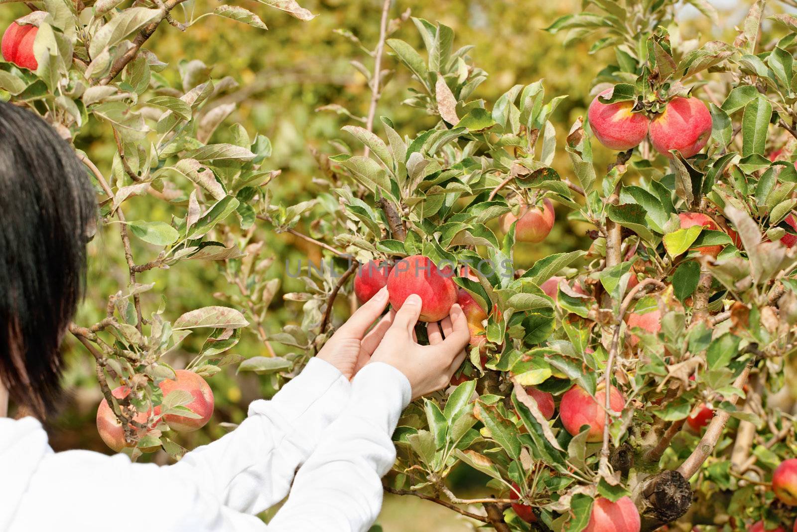 Woman picking apple from branch
