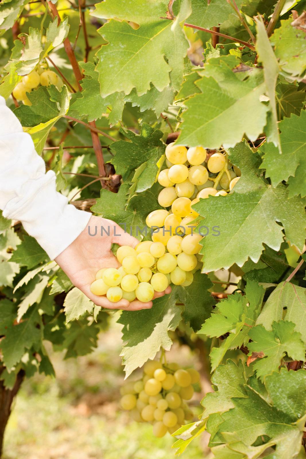 Picking grape in a vineyard