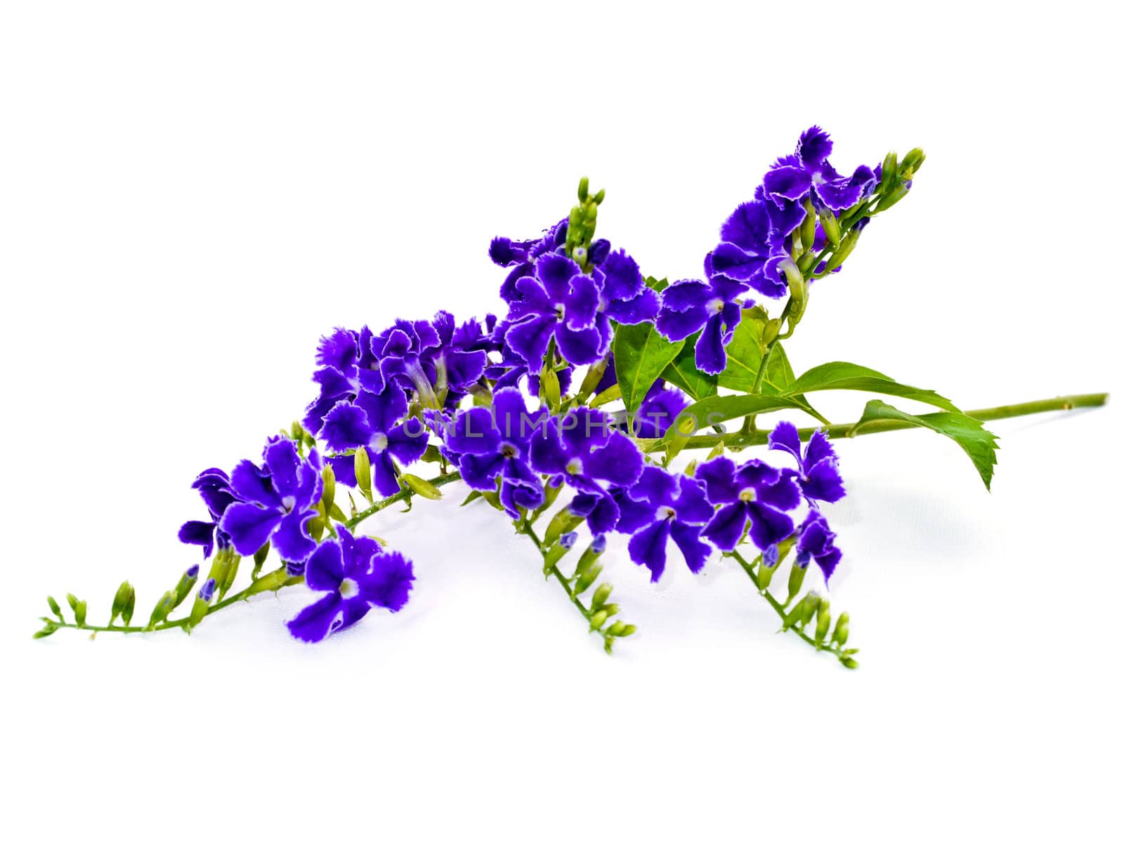 Violet color of Duranta erecta L. Verbenaceae by Noppharat_th
