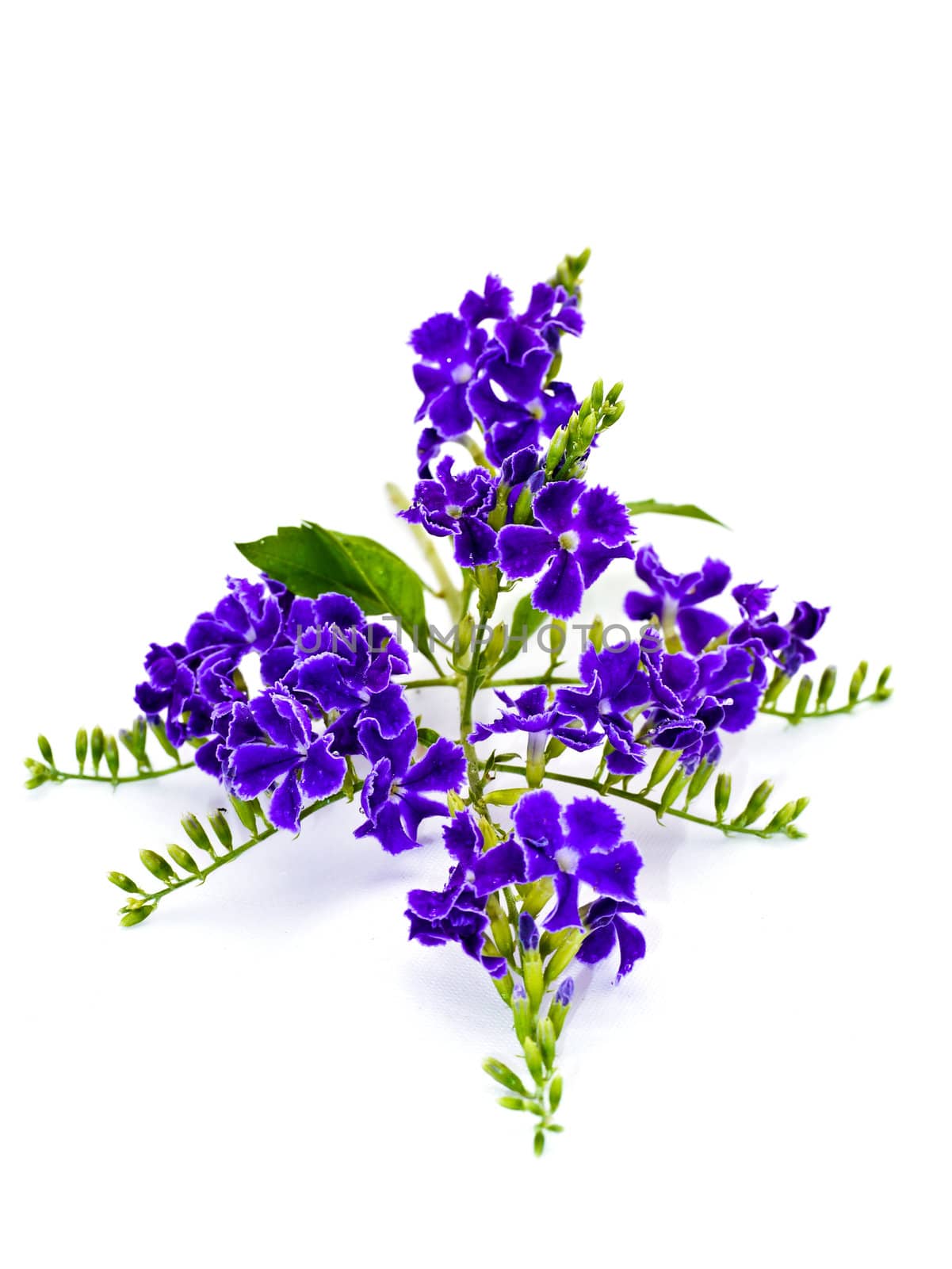 Violet color of Duranta erecta L. Verbenaceae by Noppharat_th