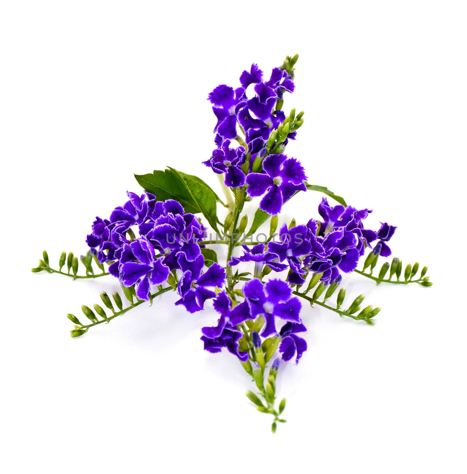 Violet color of Duranta erecta L. Verbenaceae
