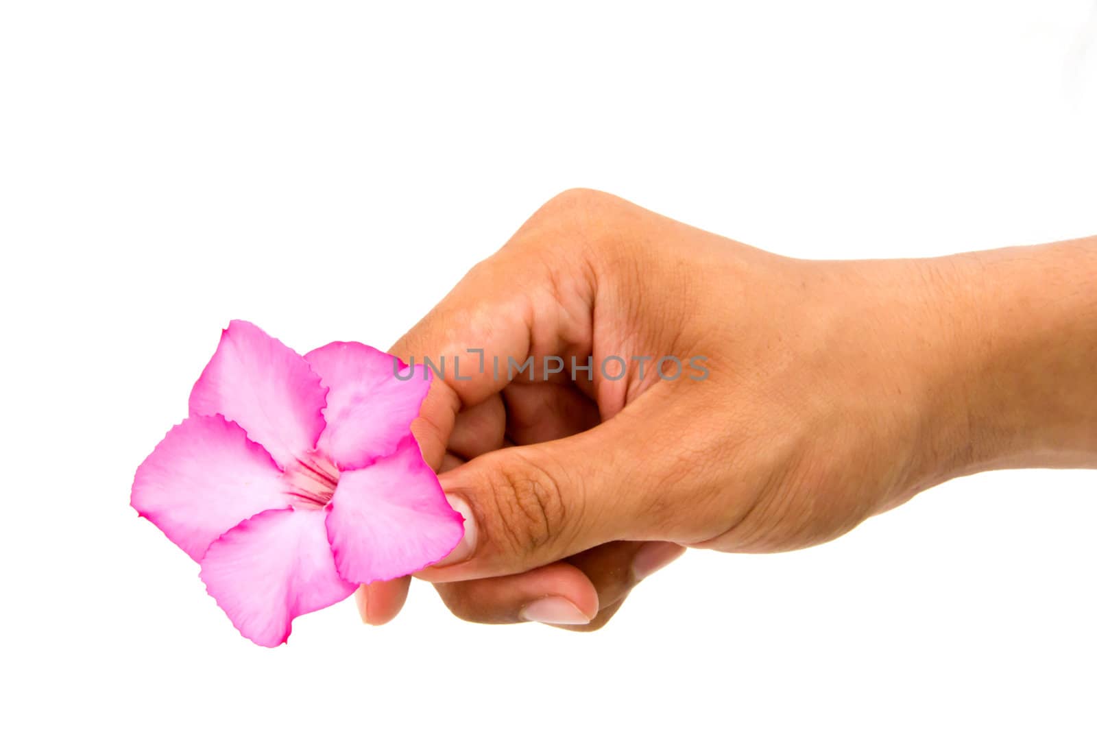 Pink flower in hand by Noppharat_th