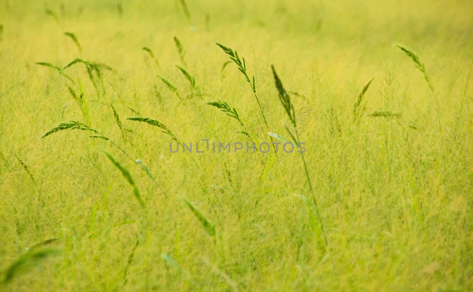 Flower grass in fields. by Noppharat_th