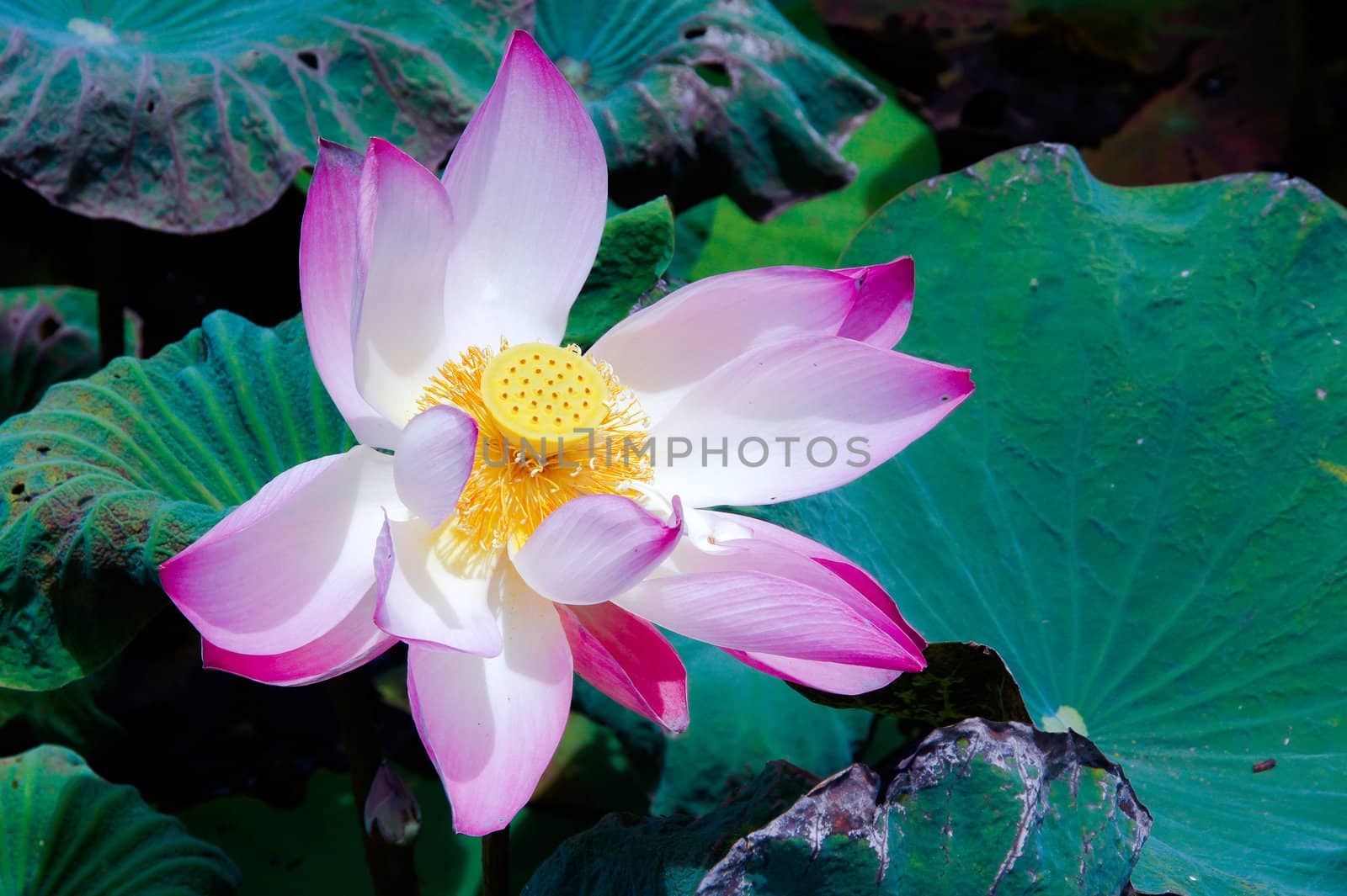Pink lotus flower.  Lotus flower is a important symbol in buddha by Noppharat_th