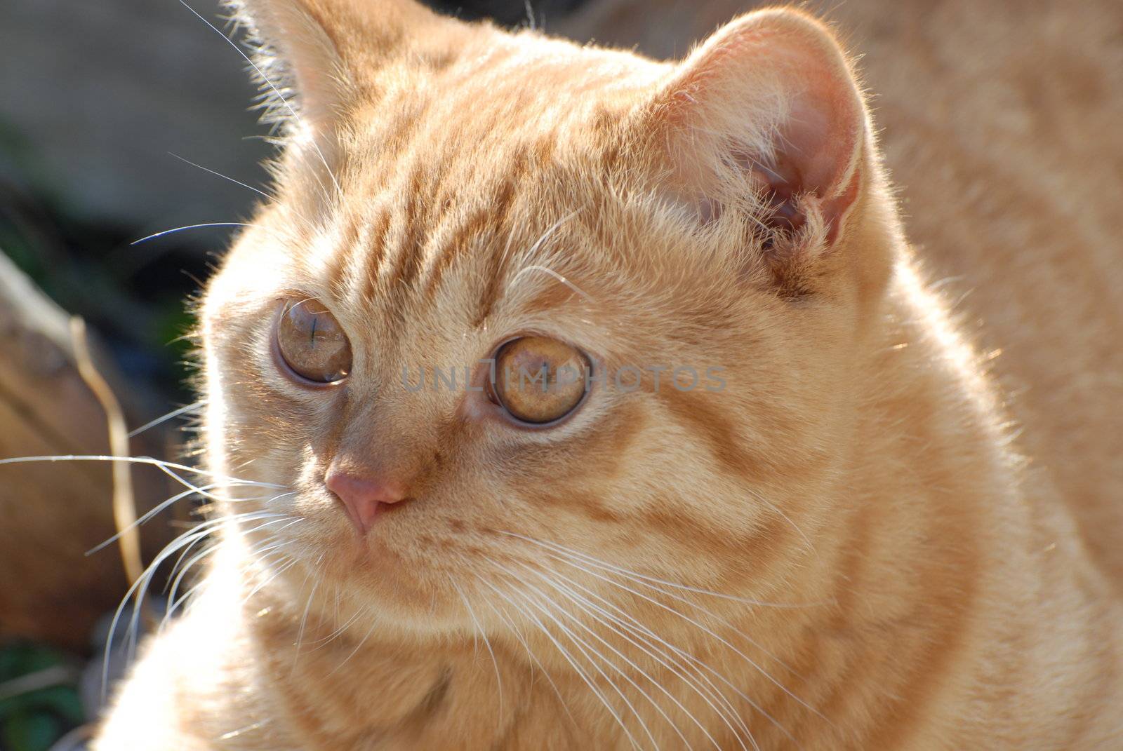 British shorthair cat by Bildehagen