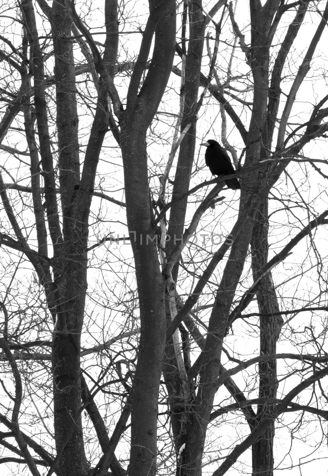 black raven on tree at winter