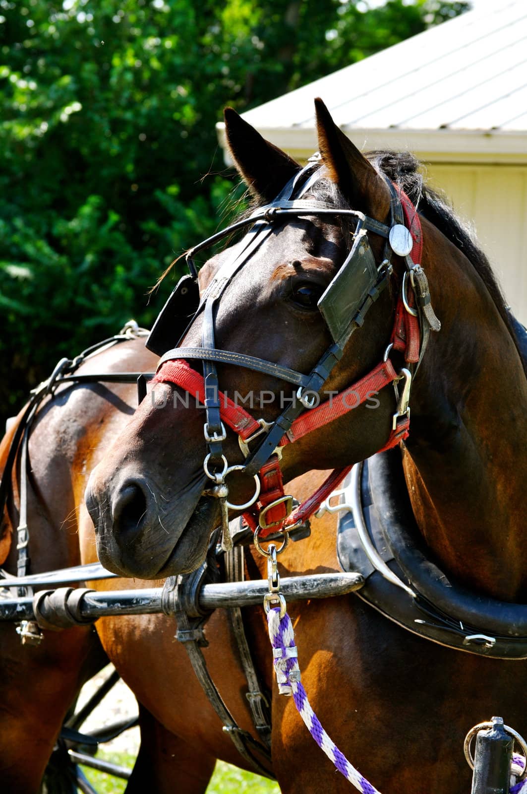 Horse on tether by RefocusPhoto