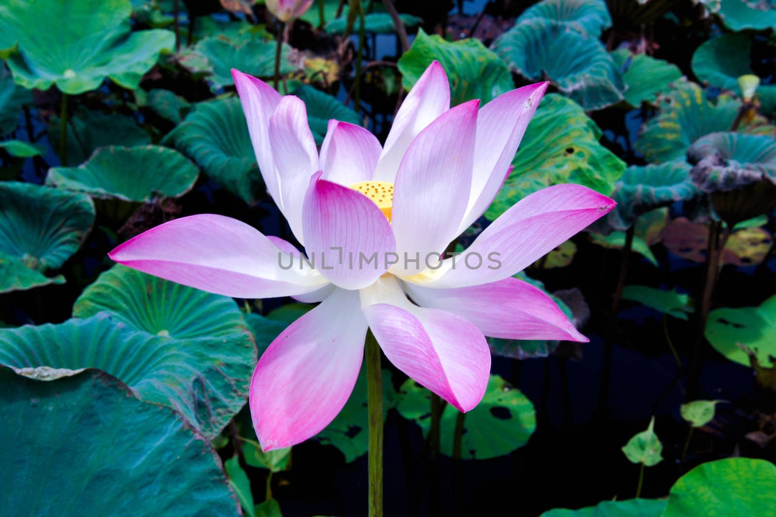 Pink lotus flower.  Lotus flower is a important symbol in buddha by Noppharat_th