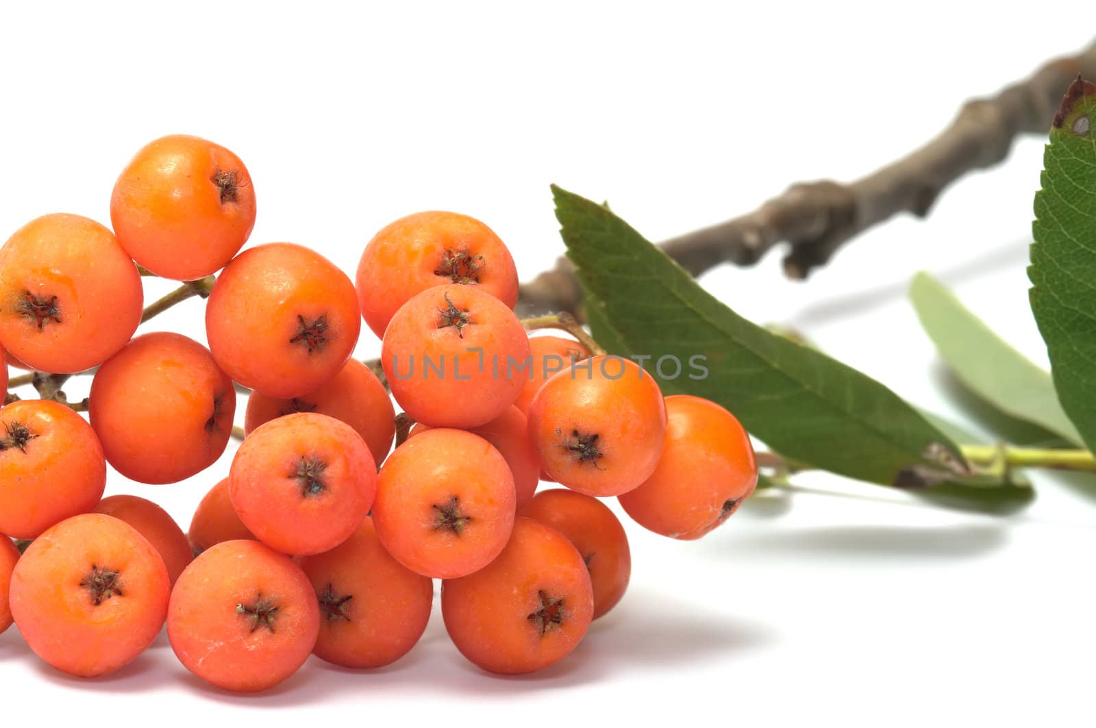 Mountain ash branch on a white background a close up.