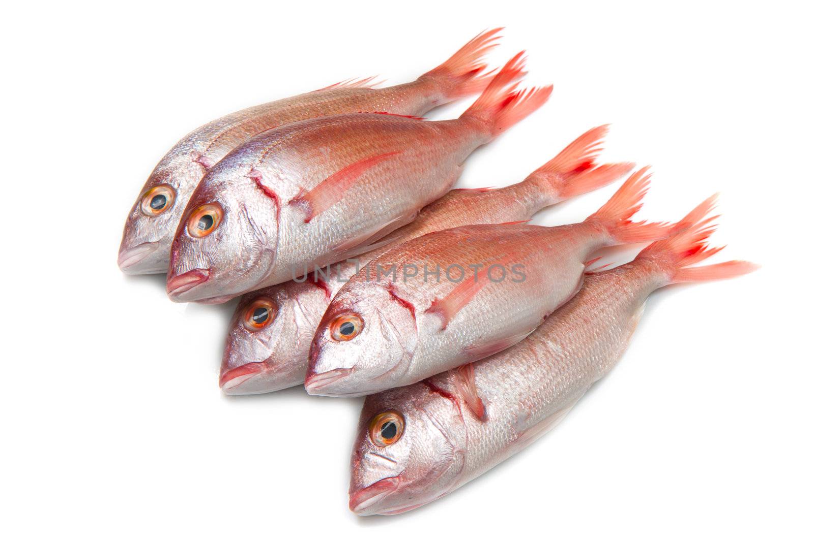 a group of sea bream on white