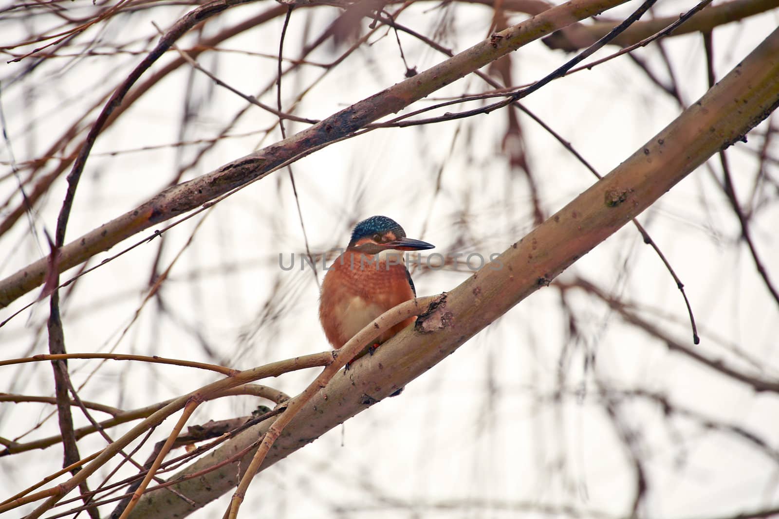 A common kingfisher sitting on a branch