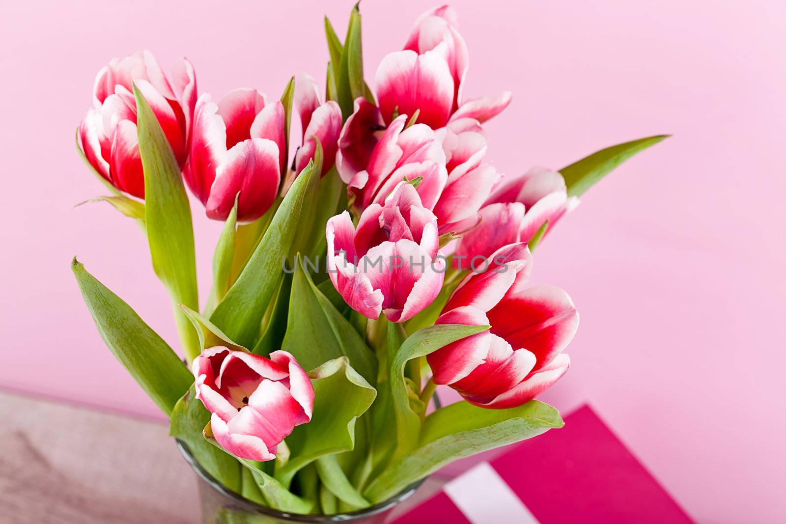 pink and white tulips present ribbon easter birthday symbol festive