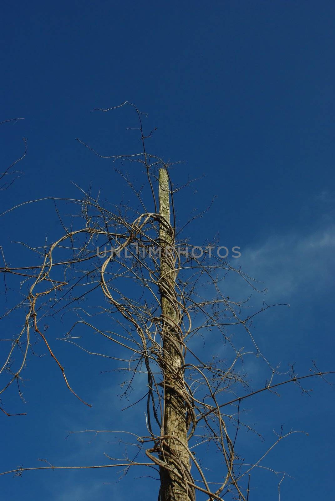 Dry died hop stems against blue sky background