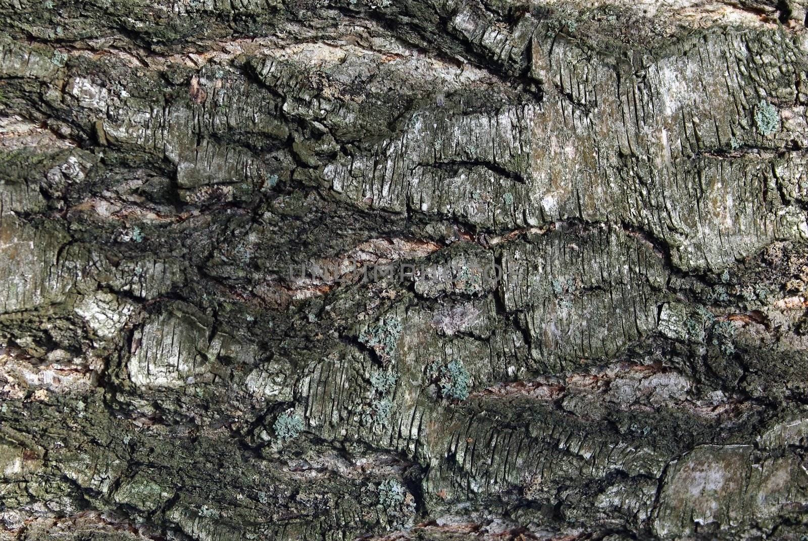 Closeup of old weathered cracked tree bark. by Vitamin