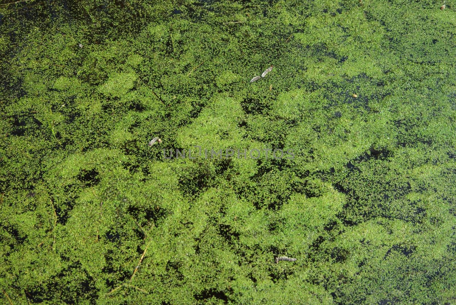 Swamp water with duckweed by Vitamin