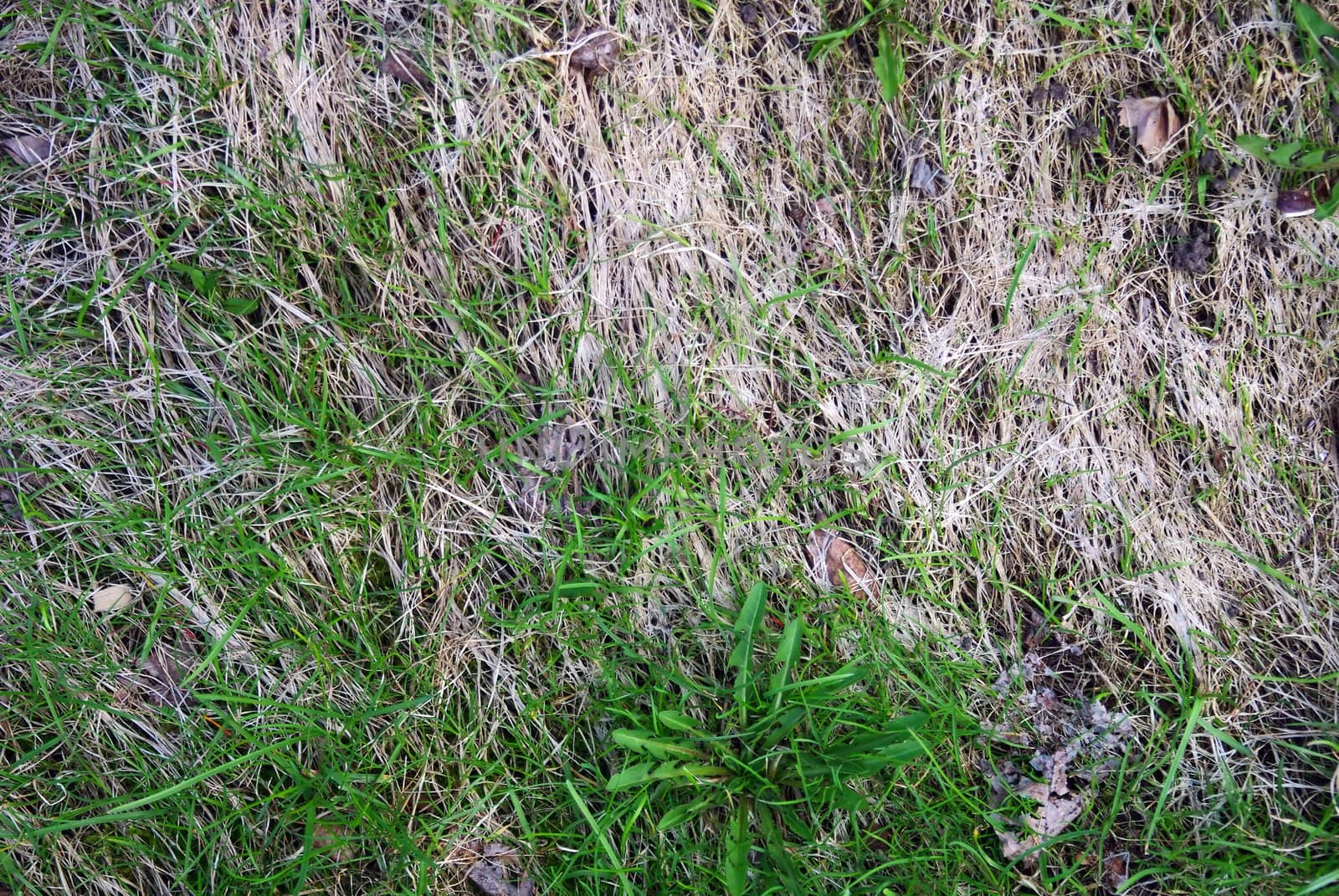 Young grass among dry one just after snow melting away