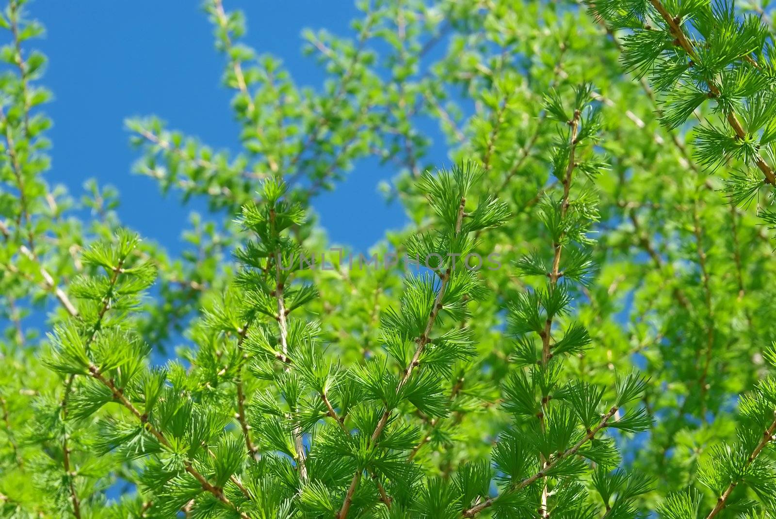 Young branches of  European Larch in spring. by Vitamin
