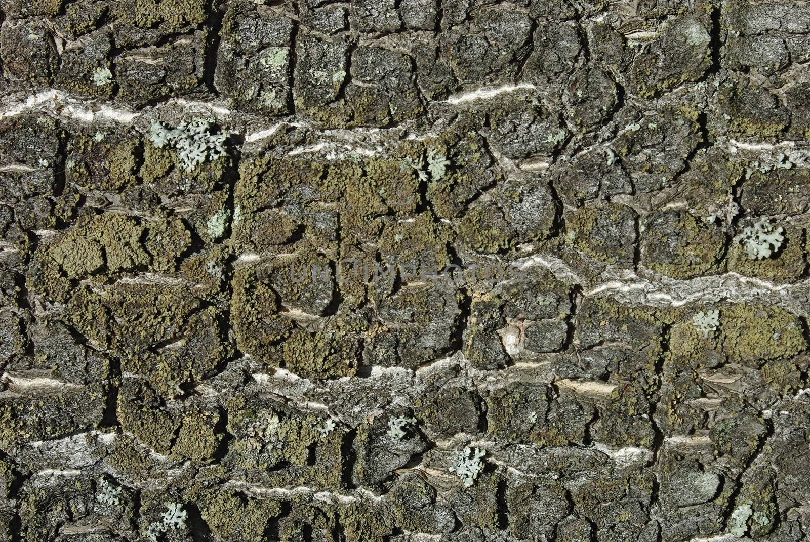 Closeup of old weathered cracked tree bark as background